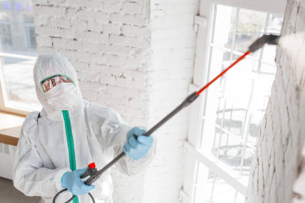 Best Water Damage & Mold Remediation  in Sulphur, OK