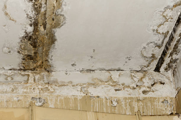 Best Emergency Mold Remediation  in Sulphur, OK