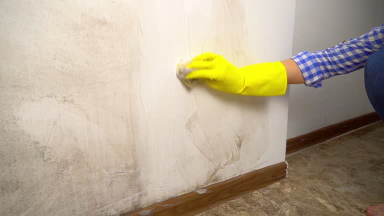 Trusted Sulphur, OK Mold Removal Experts