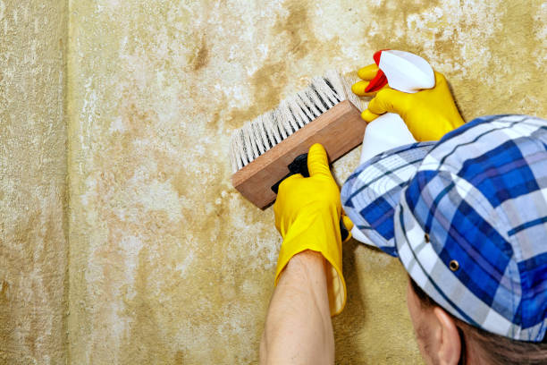 Best Residential Mold Inspection & Testing  in Sulphur, OK