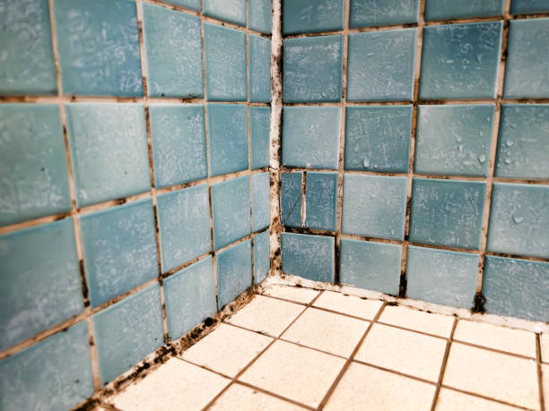 Best Mold Prevention Services  in Sulphur, OK
