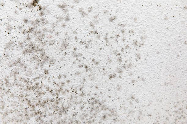 Best Mold Documentation for Insurance Claims  in Sulphur, OK