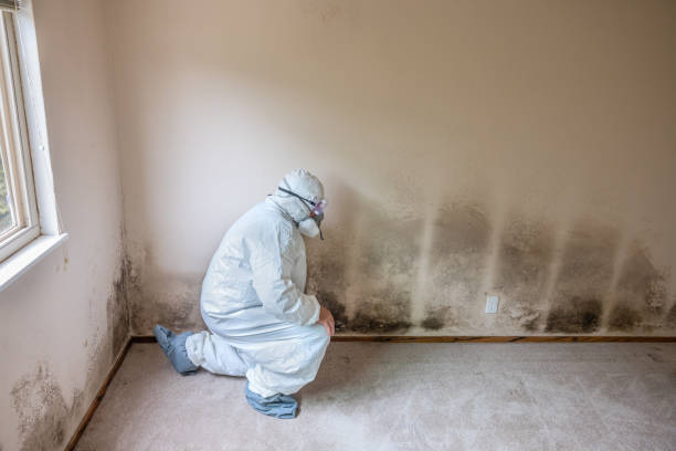 Asbestos and Lead Testing During Mold Inspection in Sulphur, OK