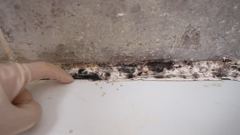 Mold Documentation for Insurance Claims in Sulphur, OK